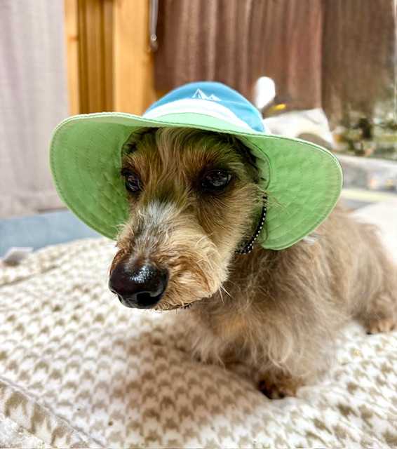 まーちゃん夏に向けて今年は帽子