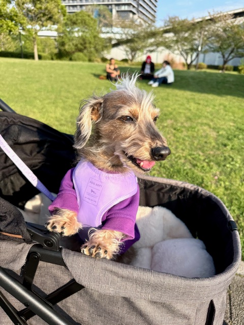 まーちゃん今日から新車❣️ 早めのお誕生日プレゼント