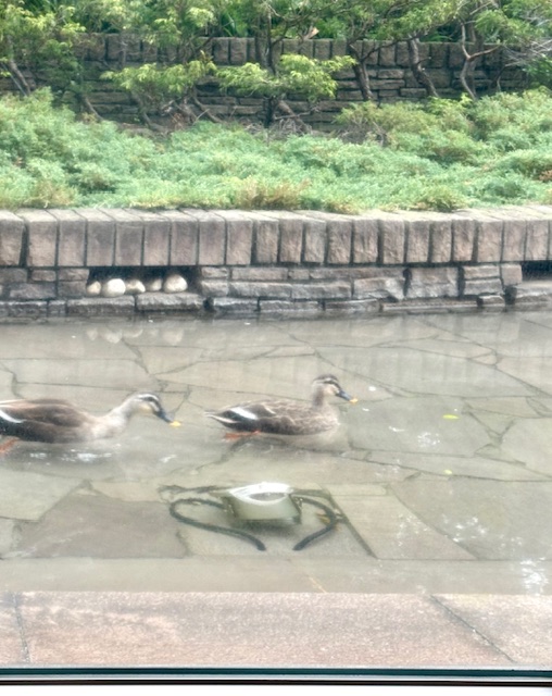 人の家の池で仲良く遊ぶ2羽の鴨