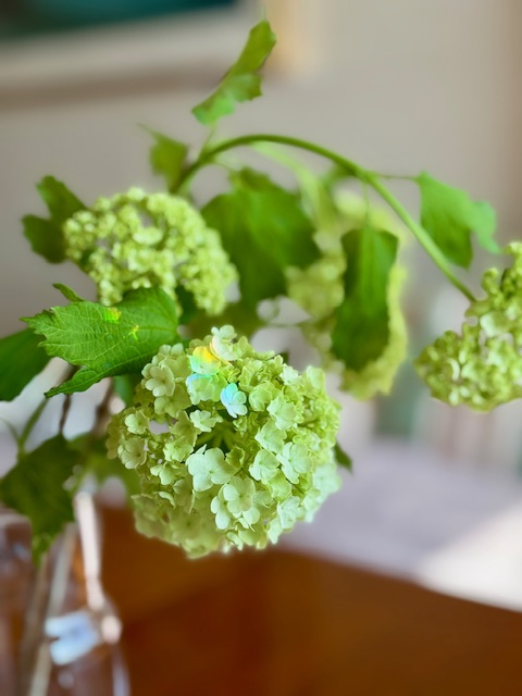 朝陽が当たって花にも虹が