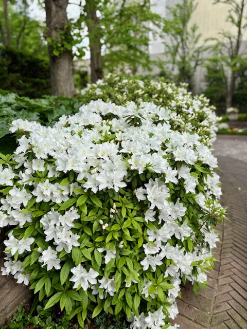 朝の気まぐれ散歩は北西へ