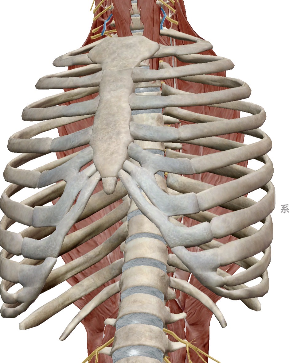 お医者様の技術の差