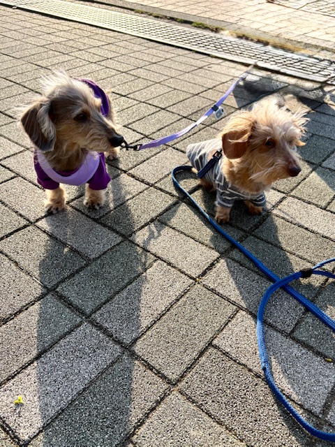 まーちゃん、カニンヘンのお友達に会いました