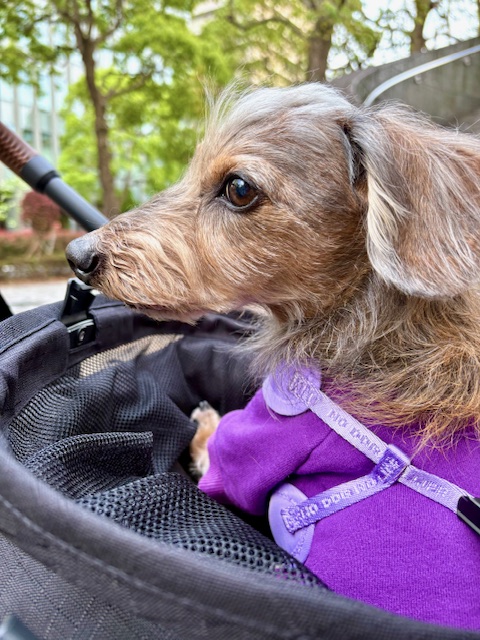 まーちゃんと住吉様へ夕方のお散歩