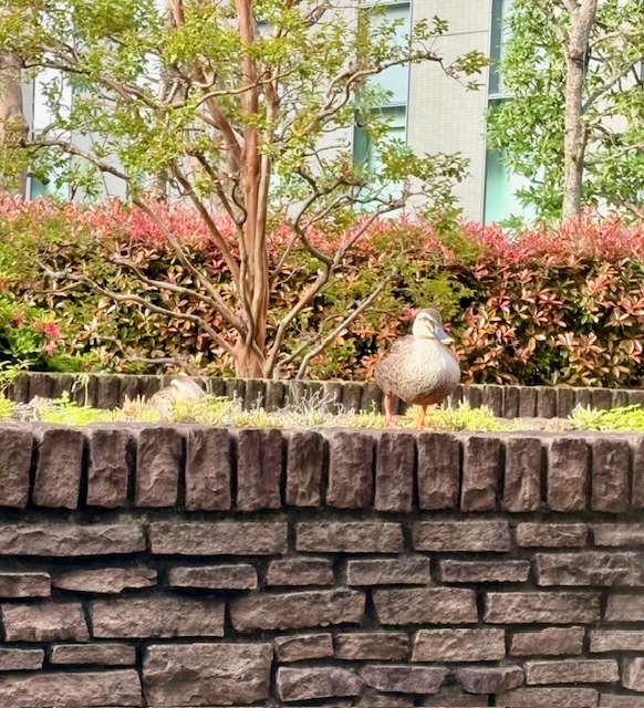 朝の気まぐれウォーキング北から北東へ