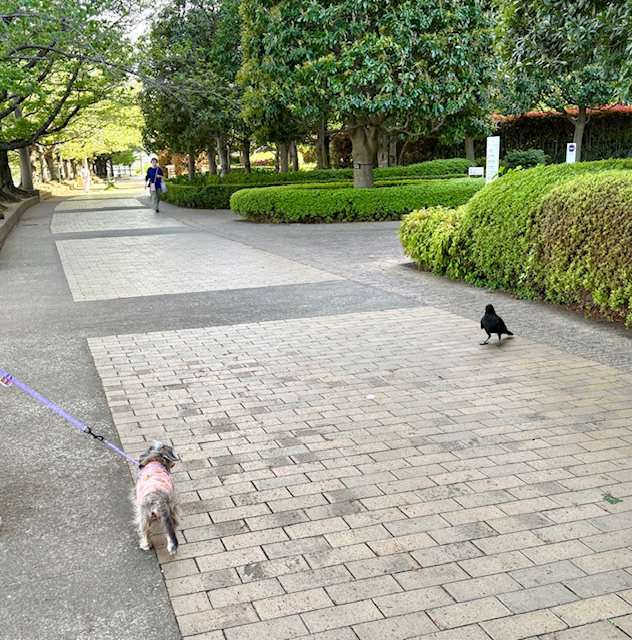 まーちゃんとカラス