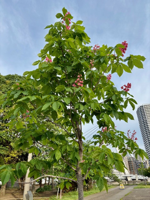 朝の気まぐれウォーキング-北から東へ