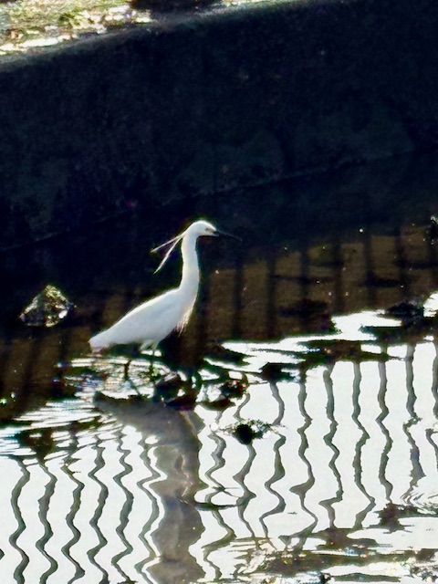 朝の気まぐれウォーキング南西へ