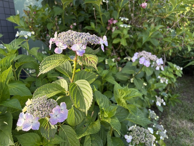 紫陽花咲き始めました・叔母の通院介護からスタート