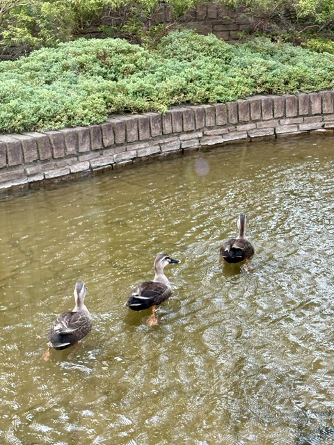 朝の気まぐれウォーキング北から東へ