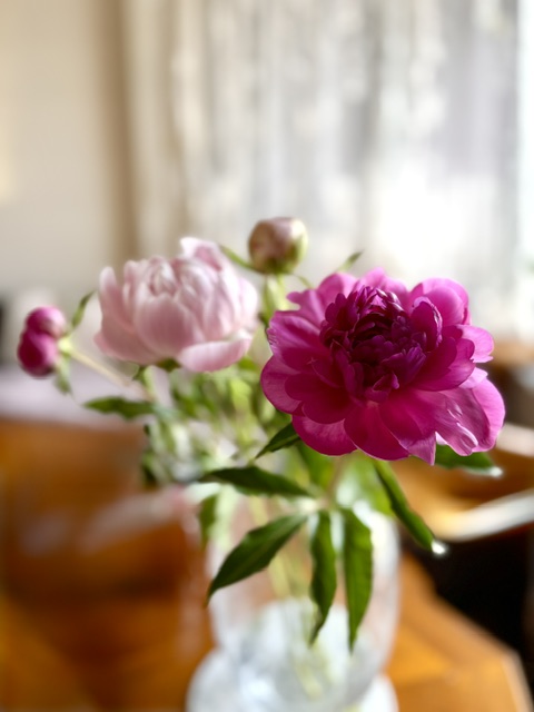 色鮮やかな芍薬