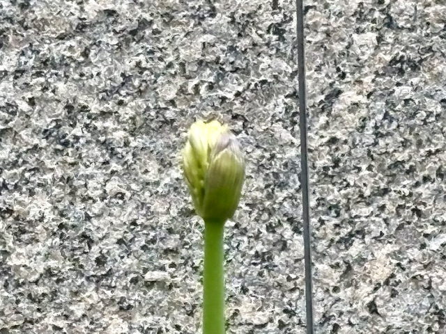 ラナンキュラスの開花も間近