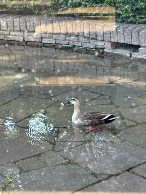 一人で遊びに来て優雅に涼んでます
