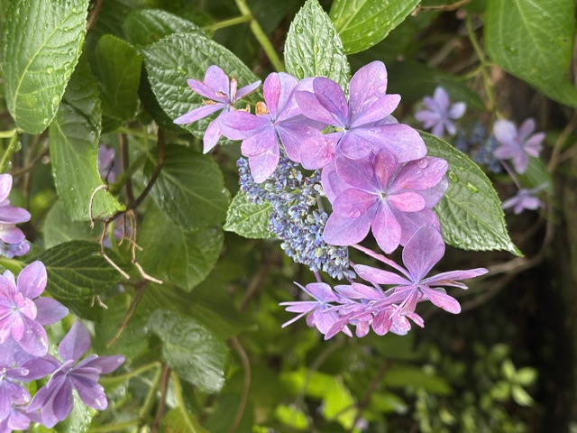 お昼休みの額紫陽花