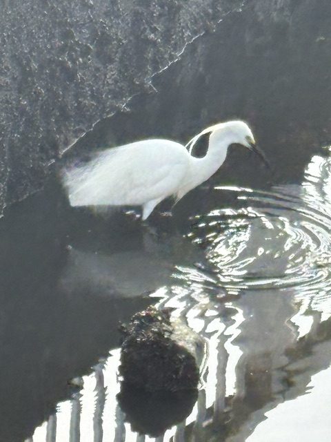 朝の気まぐれウォーキング−西へ