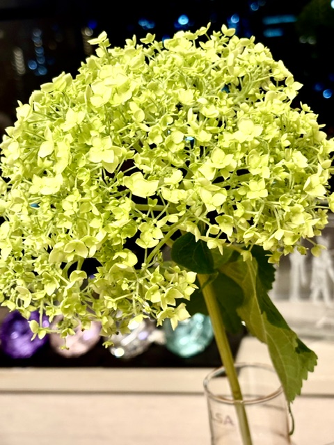 緑の花の愛らしさに惹かれてアナベル