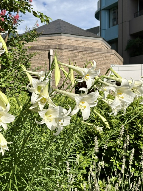 朝の気まぐれウォーキング−南西ですが暑いので北と北東へ