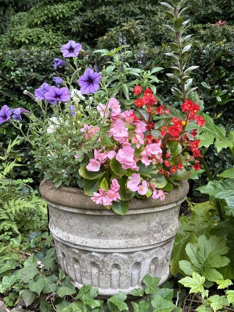 イングリッシュガーデンの寄植え