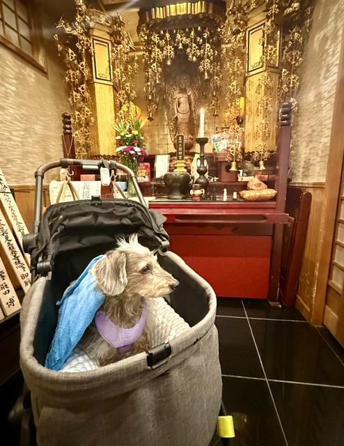 先輩犬のお参りに