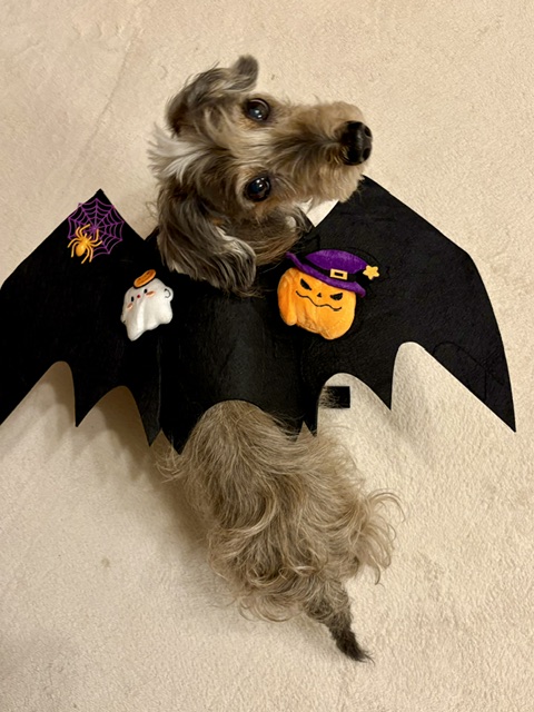 まーちゃんハロウィンマント試着中